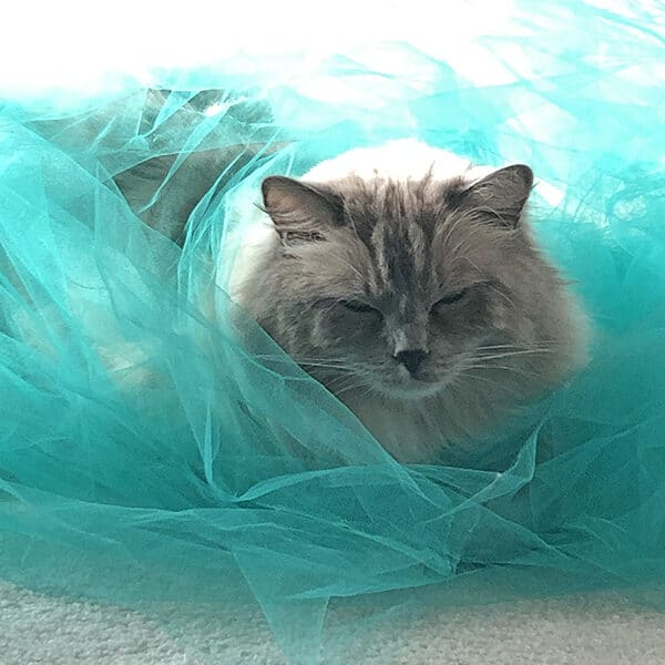Ace the cat